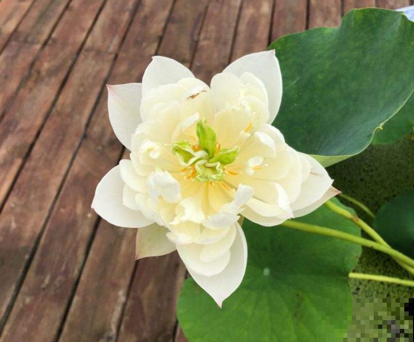 碗莲秋天这么养，来年立叶快，花开不断！