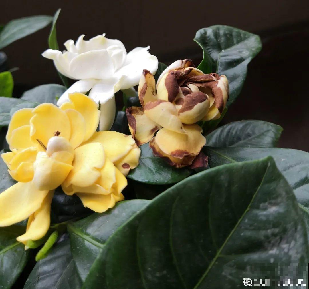 7种花，是天然染色剂，在古代非常名贵！