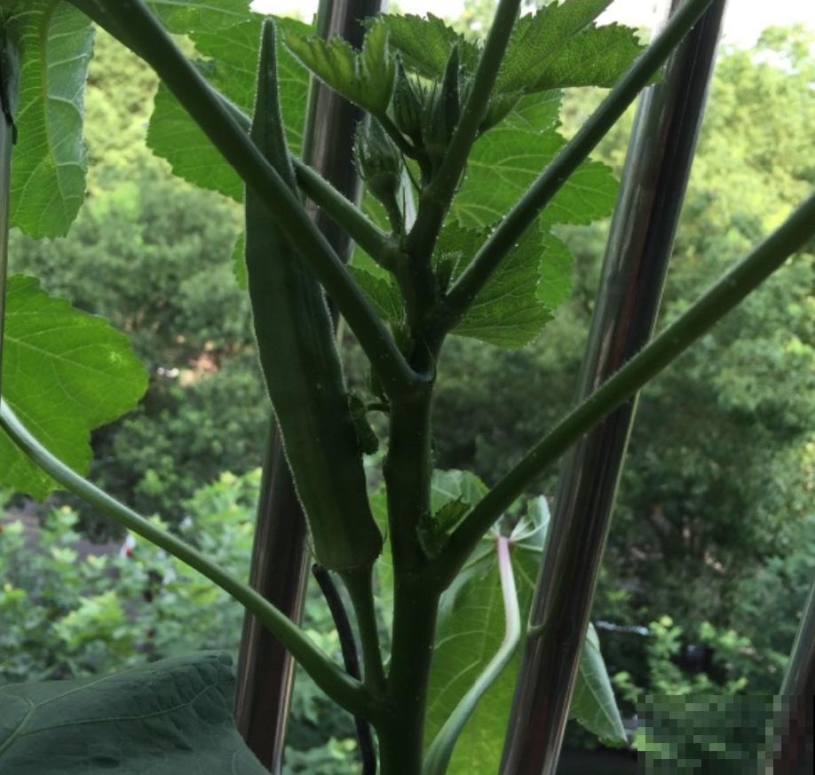 阳台种秋葵结果少？时间挑错了，合适的播种时间很重要！