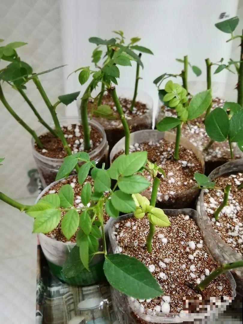 最后一波扦插，赶紧动手，天冷就不行了！