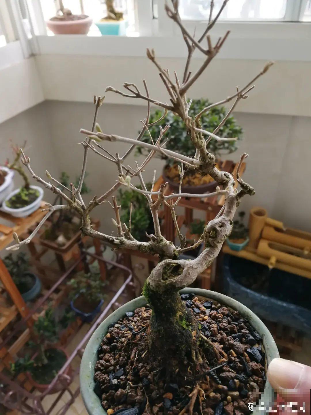 农村当柴火的花，花市卖得可贵，你认识几种？