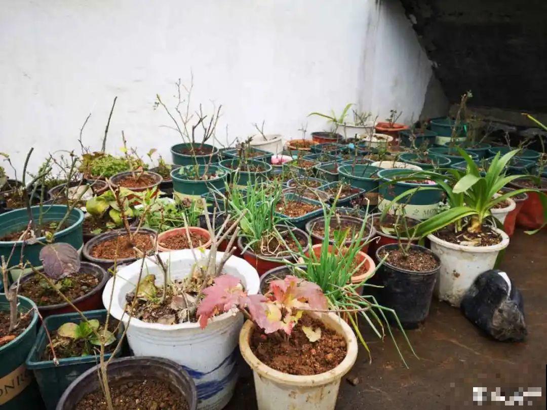 杀虫的好时机到了,虫卵一窝端,来年再也不生虫! 杀虫的好时机到了,虫卵一窝端,来年再也不生虫!