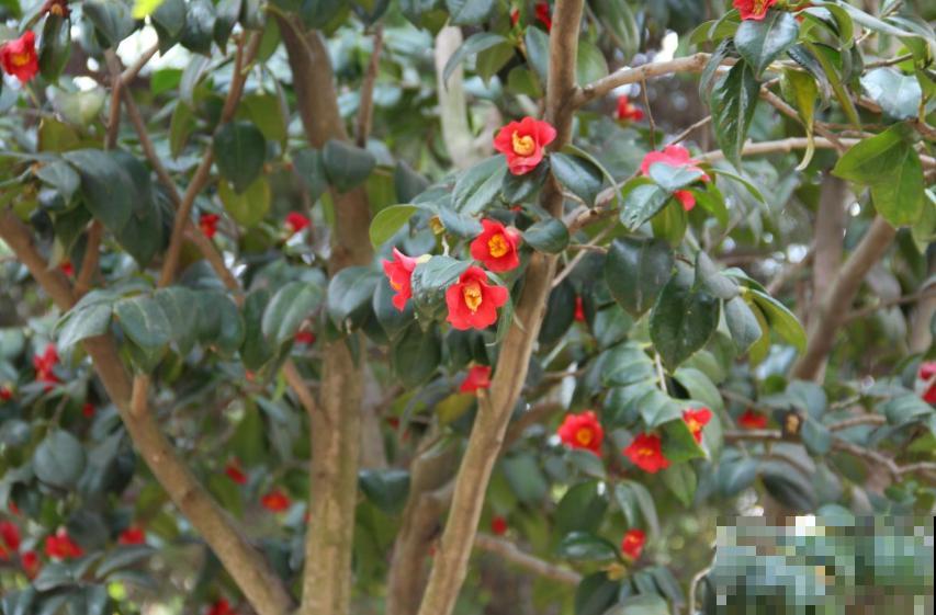 茶花疏蕾有讲究，时间、方法都不能随意，快学一学！