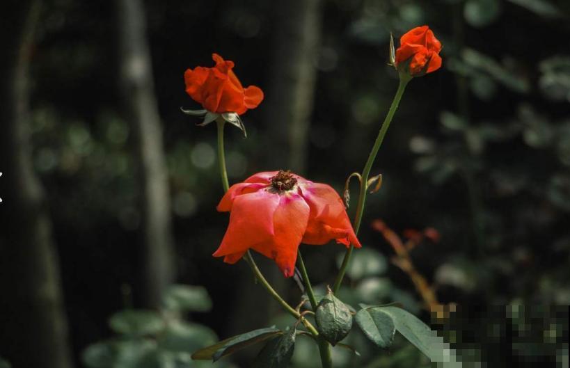 月季爆笋芽了，花友喜滋滋，先别乐，这个时期要慎重！