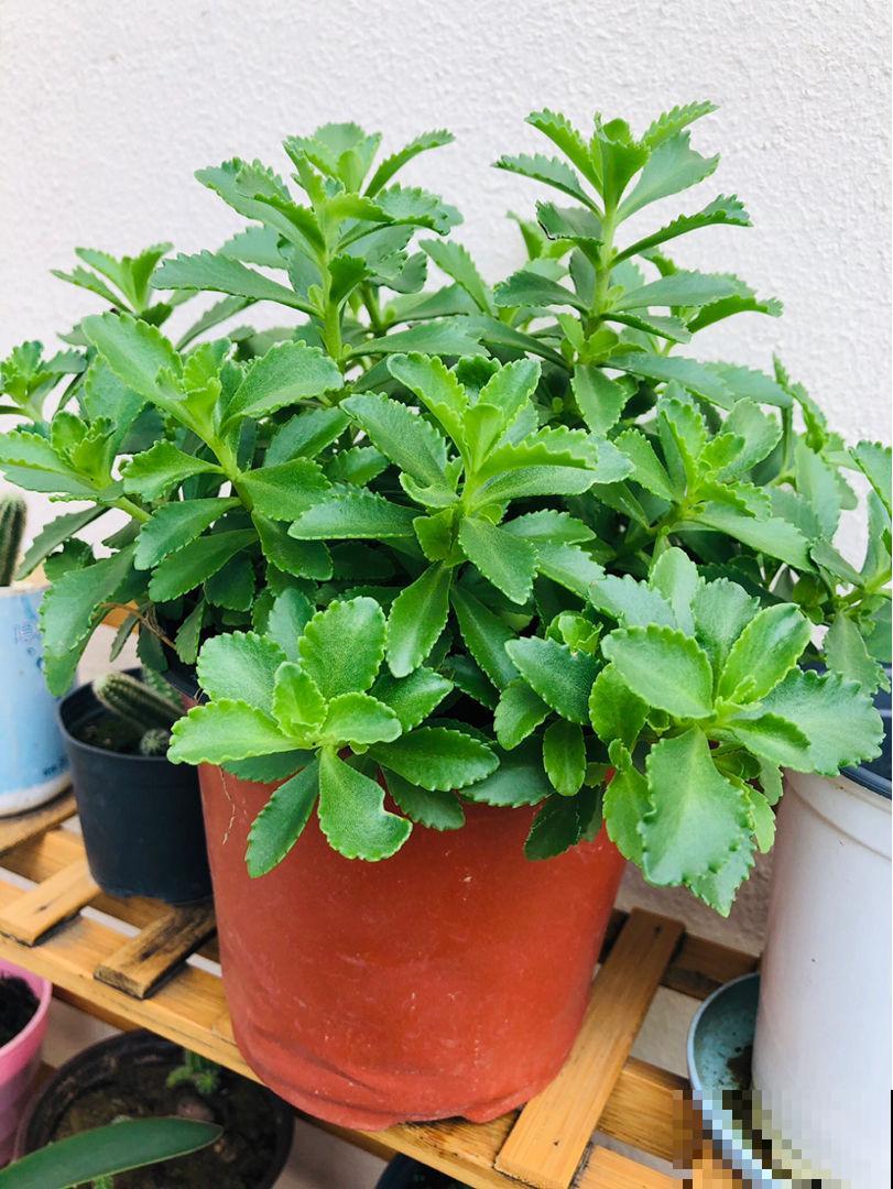 冬天养花,记住这7个要点,安全过冬没问题 冬天养花,记住这7个要点,安全过冬没问题