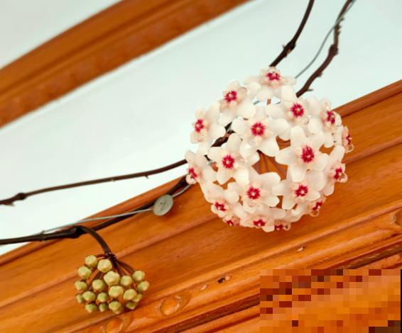 养这几种花,摘下一片叶就能扦插,变成一整盆! 养这几种花,摘下一片叶就能扦插,变成一整盆!