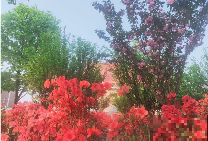 映山红不等于杜鹃花,两个标准要符合,别再搞混了! 映山红不等于杜鹃花,两个标准要符合,别再搞混了!