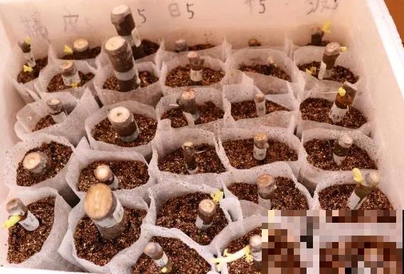 养花土不够了，泡沫来凑，花竟然长的更好了？