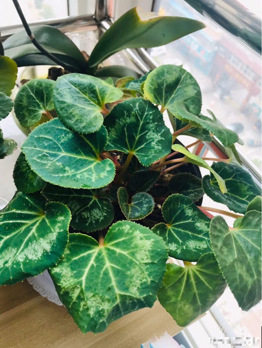 10种花少浇水，天冷容易涝根，旱一旱才长得旺