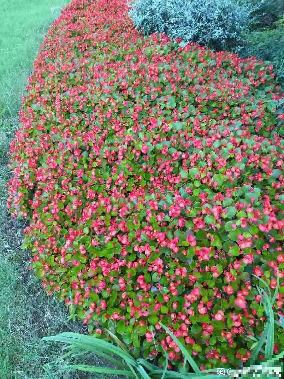 这种花特抗冻,不怕严寒,养死算我输! 这种花特抗冻,不怕严寒,养死算我输!