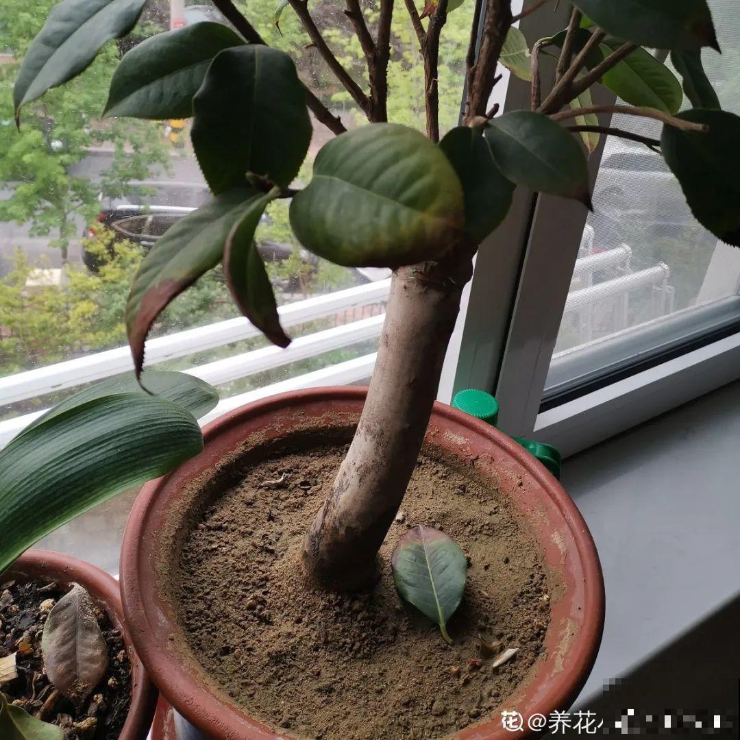 300块钱的花，一个没注意，一周掉成光杆司令