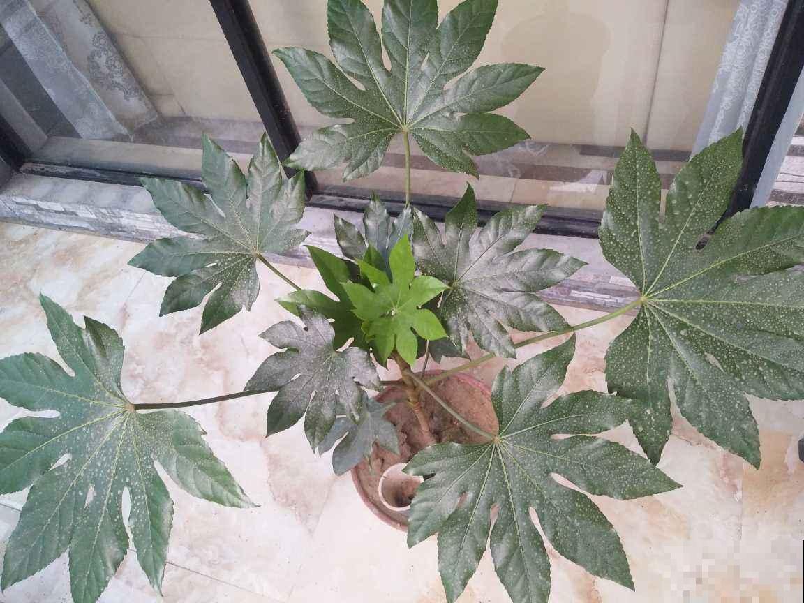 八角金盘叶子超美，大气有质感，养一盆家里有生机感