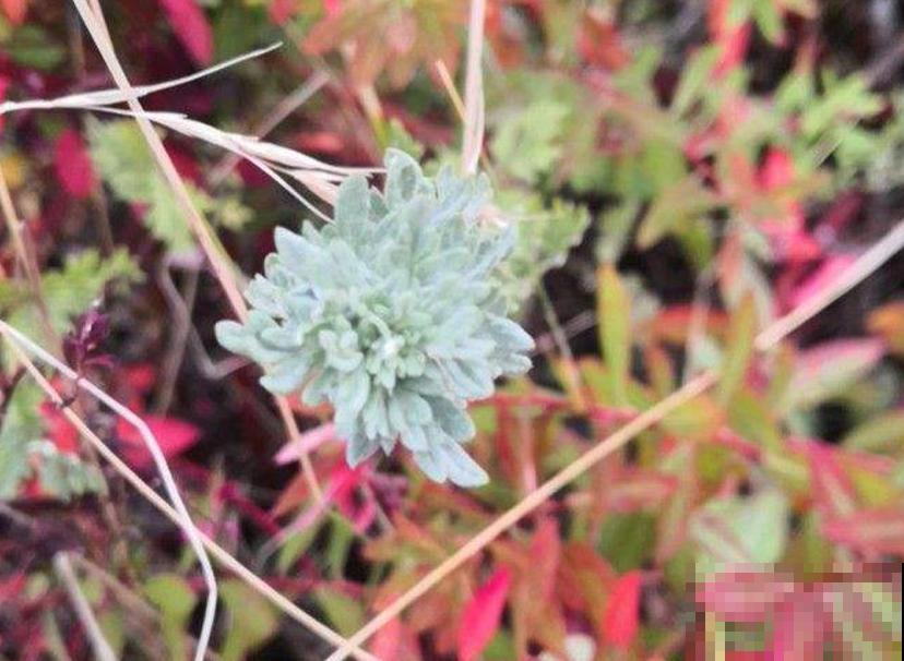芙蓉菊这样养，花繁叶茂，蚊虫绕路走！