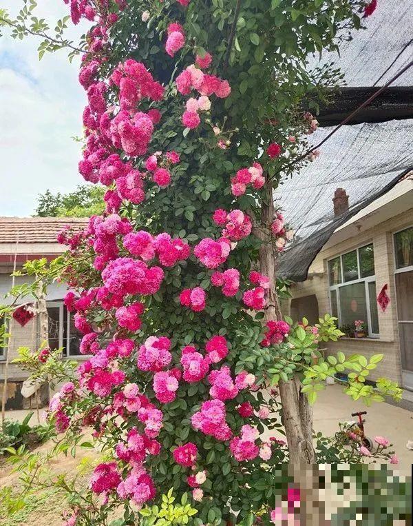 家里有院子,养一株红木香特合适,半年爬满藤,开成大花墙 家里有院子,养一株红木香特合适,半年爬满藤,开成大花墙