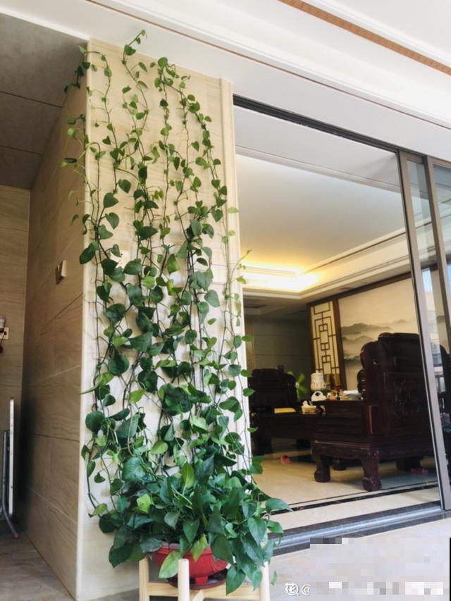 家里养棵球兰，开花漂亮，香味浓郁