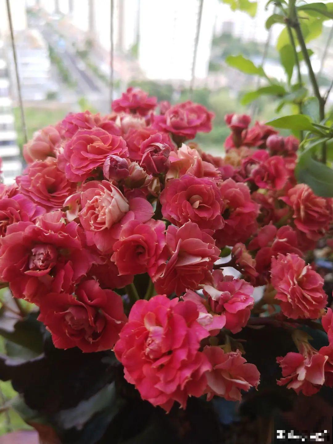 秋天不养长寿花,实在是太亏了,养10盆都不嫌多 秋天不养长寿花,实在是太亏了,养10盆都不嫌多