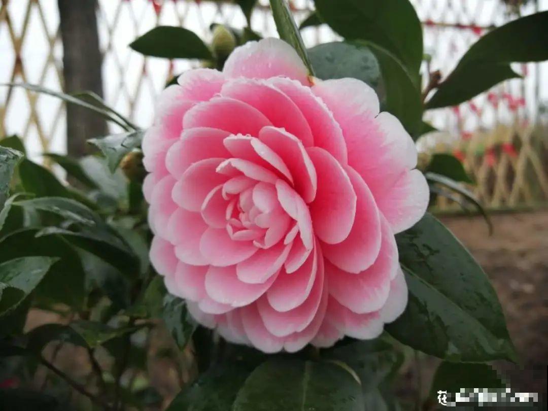 再穷也要养长寿花，寓意好、开花美，养人又养家！