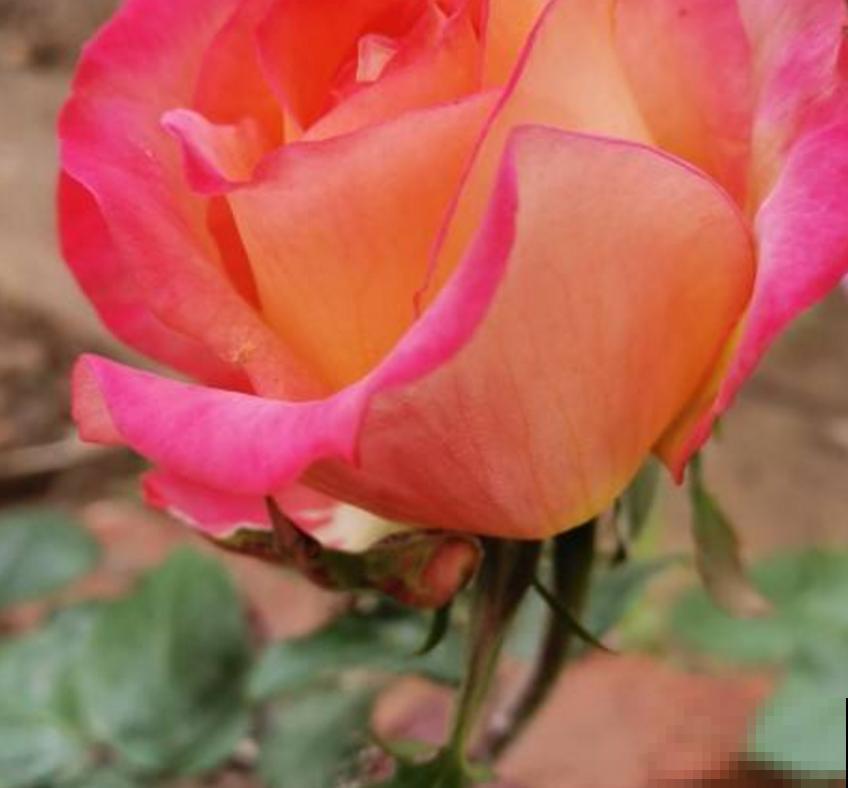 月季花“彩云”特好看，红得像火，开花多，花期长！