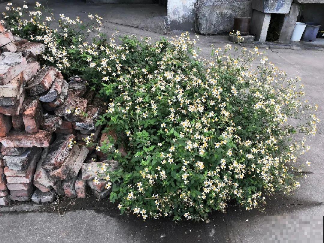 救命！入侵植物爬进院子，三年都杀不完！