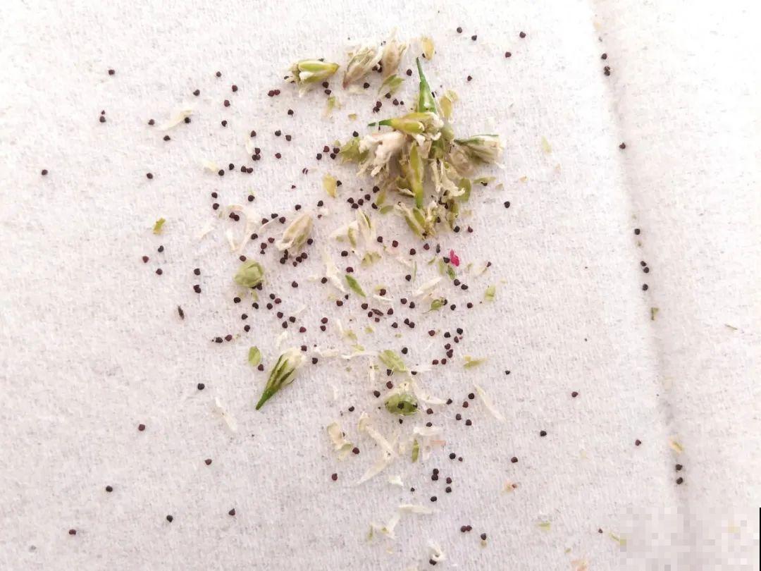 特欠剪的花,越剪越好看,花开不断! 特欠剪的花,越剪越好看,花开不断!