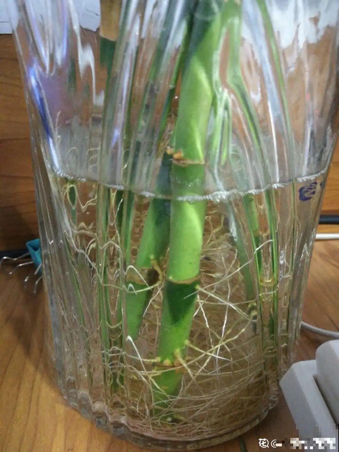 这花10块钱买一大把，丢水里冒出萝卜根，太好养！