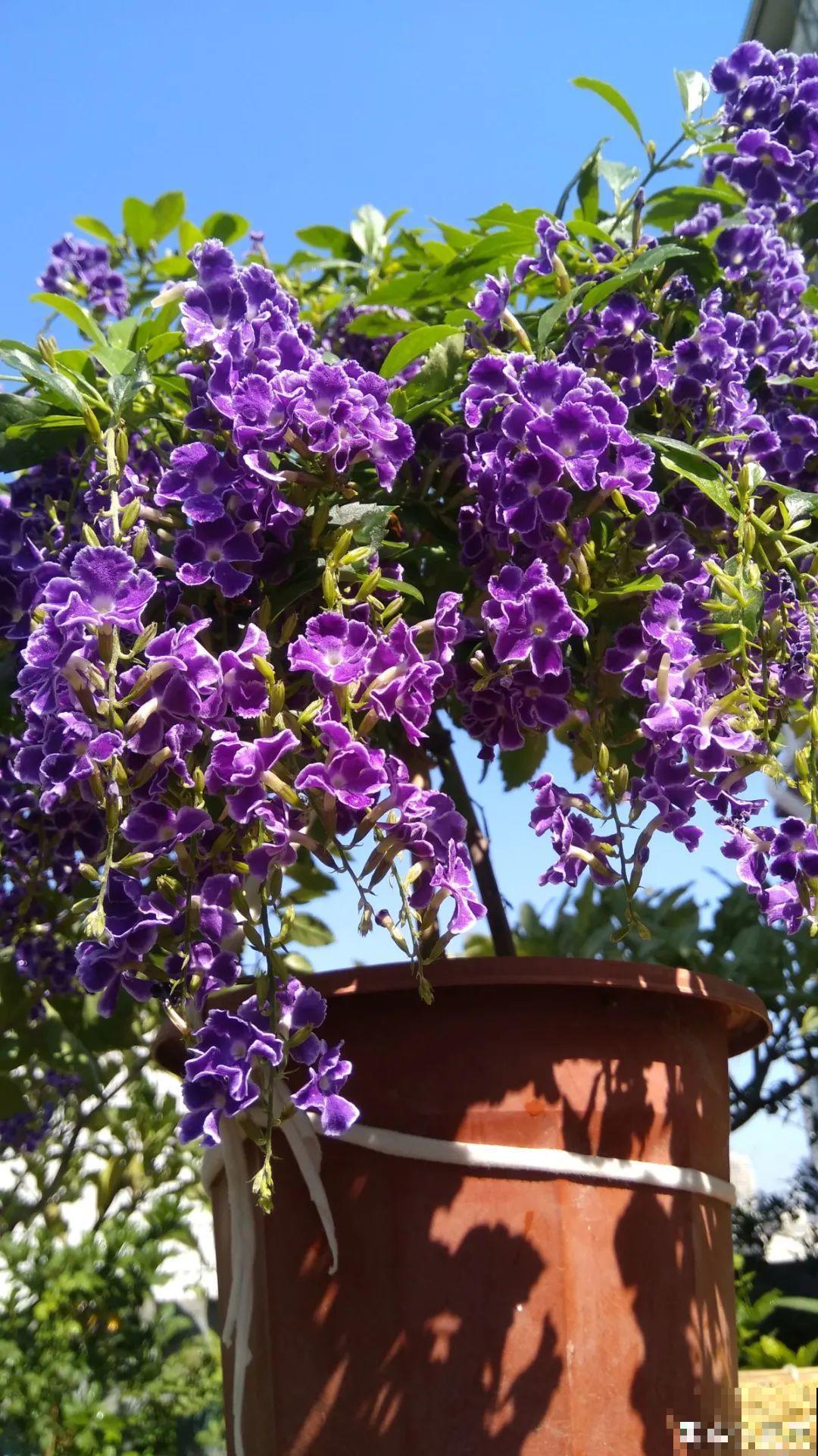 十一赏花图谱，看了啥花都认识，不用问别人！