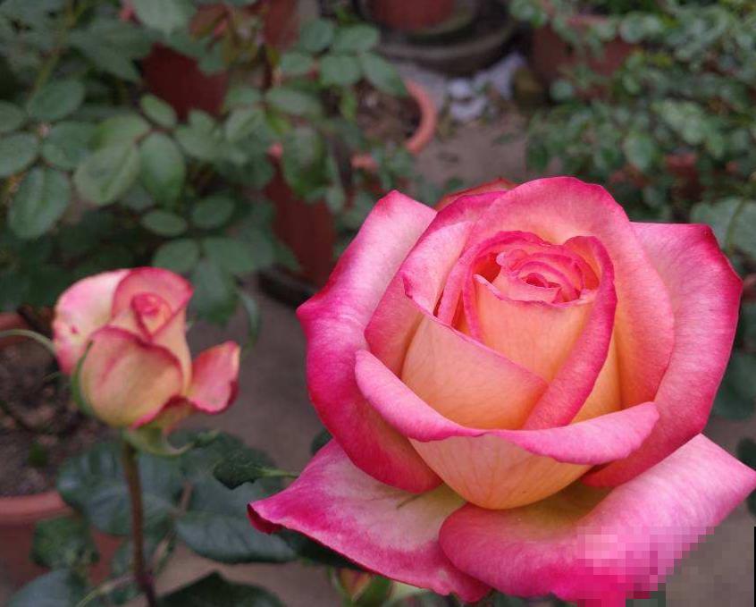 月季花“彩云”特好看,红得像火,开花多,花期长! 月季花“彩云”特好看,红得像火,开花多,花期长!