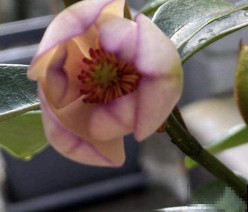 “娇羞美人”含笑花，似放非放，清香飘十里！