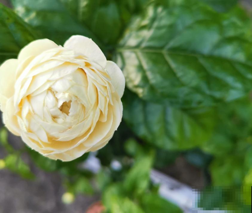 虎头茉莉太霸气,花多大,味道香,茉莉圈里称霸王! 虎头茉莉太霸气,花多大,味道香,茉莉圈里称霸王!