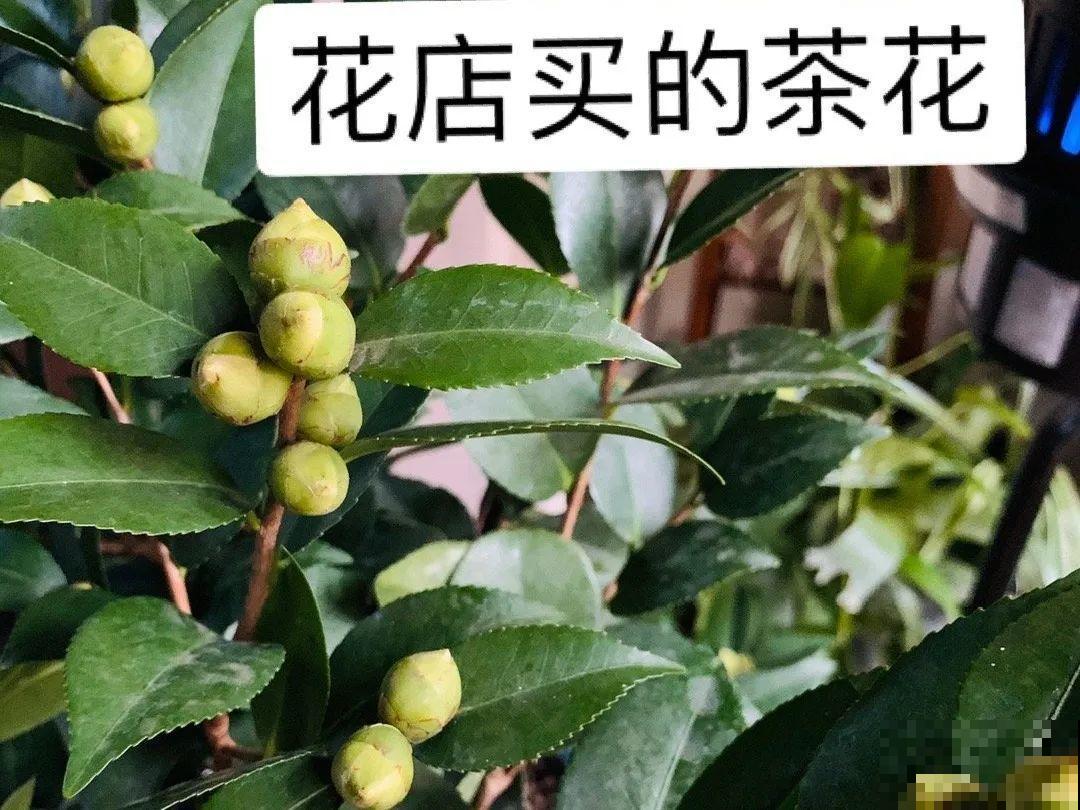 秋天特难养的花，养不活难受，还惹一肚子气！