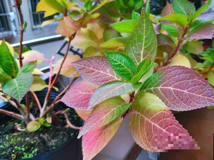 天凉了，9种花不能修剪，剪了以后不开花！