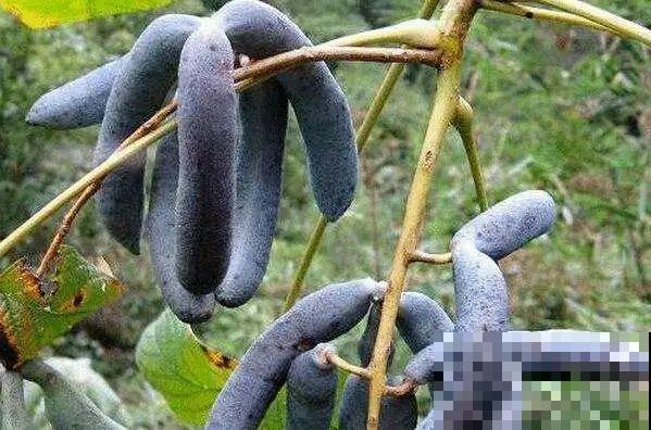 秋天野果都熟了，抓一把塞嘴里，太好吃了！