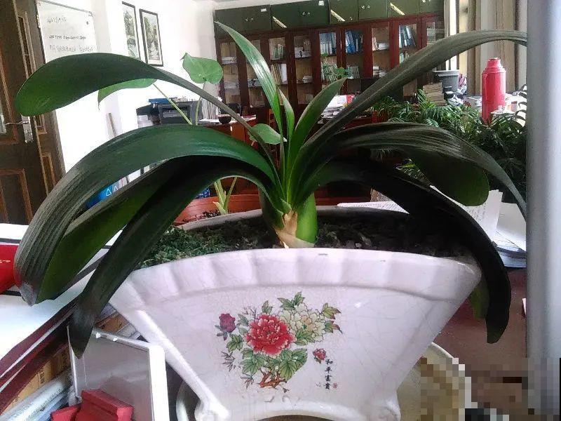 南方花友请注意，这几种花先别买，买回家就挂！