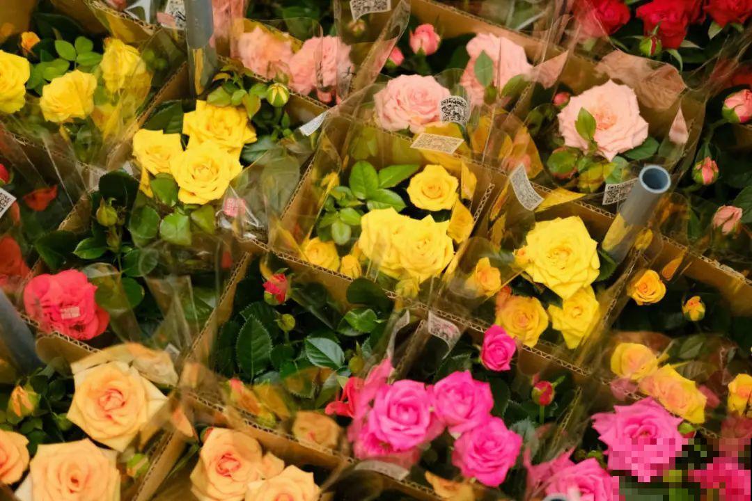 逛花市必买的花，十月入手刚刚好，不买亏大了！