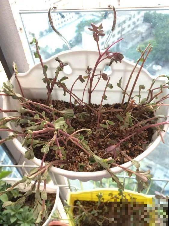 秋天降温快，家里养这9种花，要赶紧搬进屋了