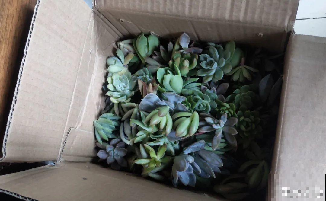 冬天扦插，只用一张塑料薄膜，就能长出小嫩芽