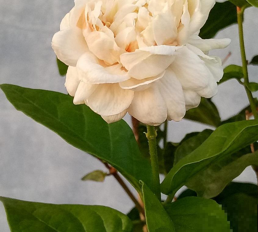 虎头茉莉太霸气，花多大，味道香，茉莉圈里称霸王！