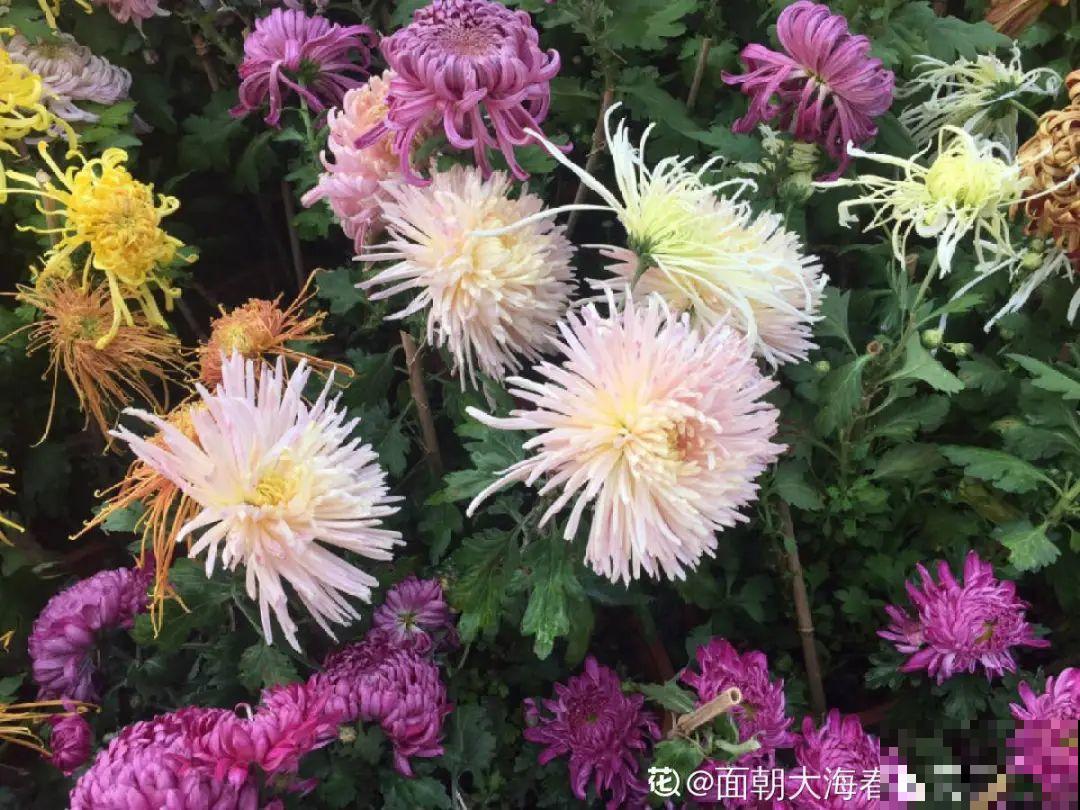 养花也别特迷信，好看的花都不能养，郁闷！