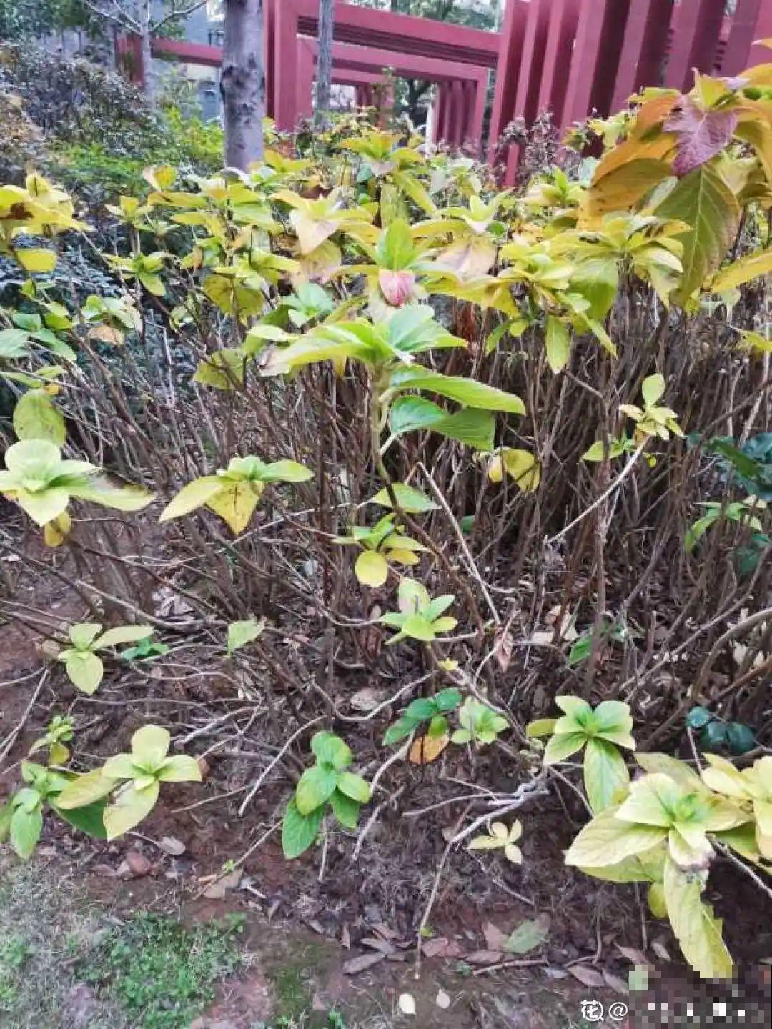 7种花冬天要休眠，看着好像枯死了，千万别丢掉