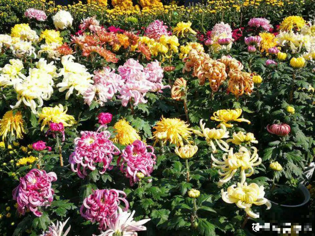 再穷也要养长寿花，寓意好、开花美，养人又养家！