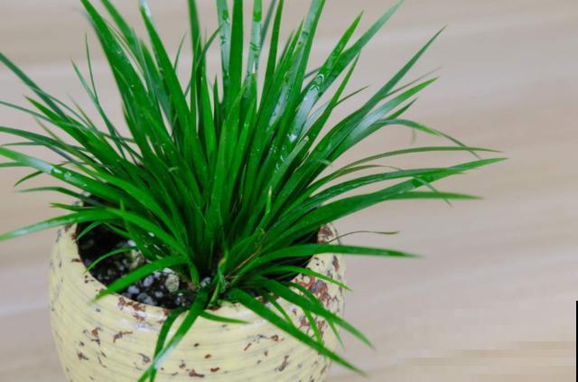 种几棵菖蒲当盆景,气质独特,文人风骨尽显! 种几棵菖蒲当盆景,气质独特,文人风骨尽显!