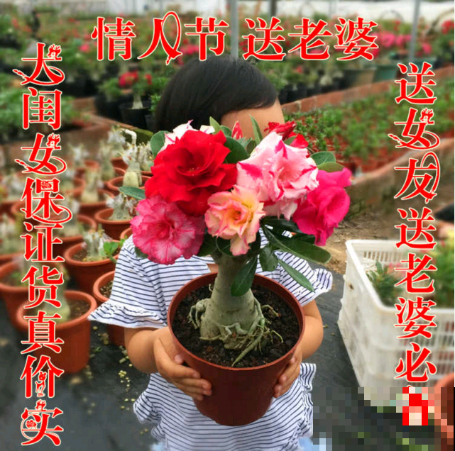 3种“大肚子”花卉，适合摆在桌面上养，俩月不浇水也能活