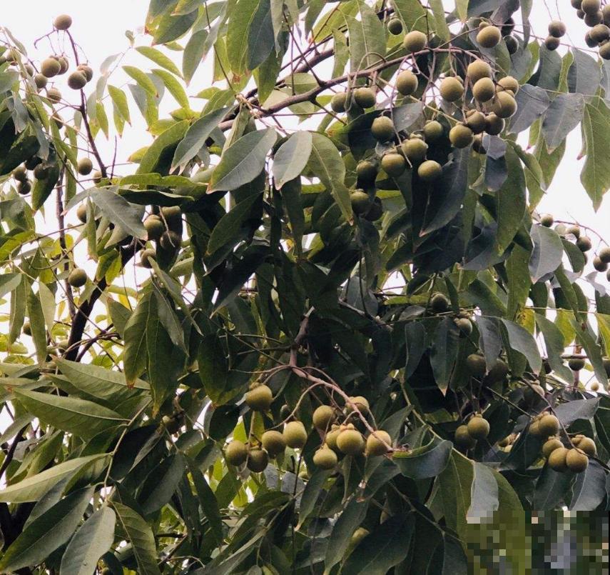 油患子树用处多多，果子沾水搓一搓，比香皂还好用！