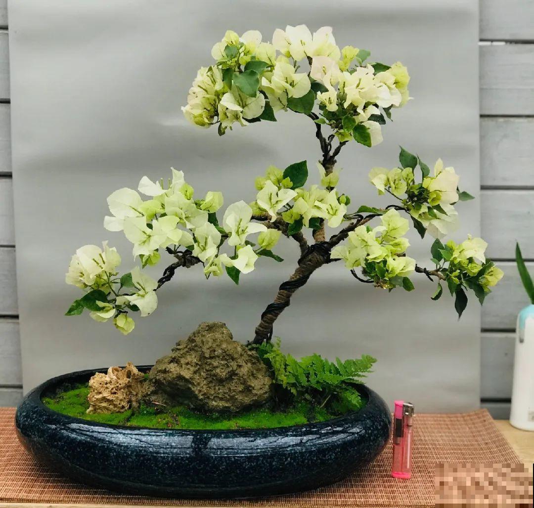 4种花养成老桩，价格能翻好几倍，开花也更多