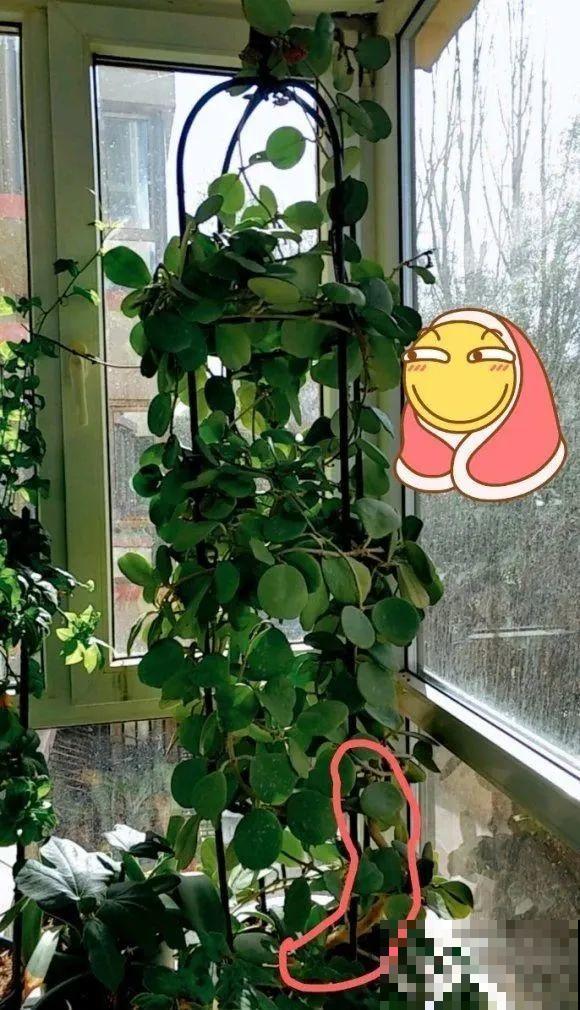 想省心就养这些花,没有病虫害,就爱开花! 想省心就养这些花,没有病虫害,就爱开花!