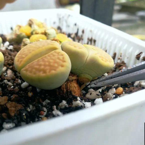 水浇多了，快把土刨掉，否则花3天必死！