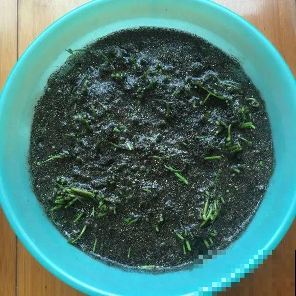 离家半个月，回来花全死了，别扔，还有救！