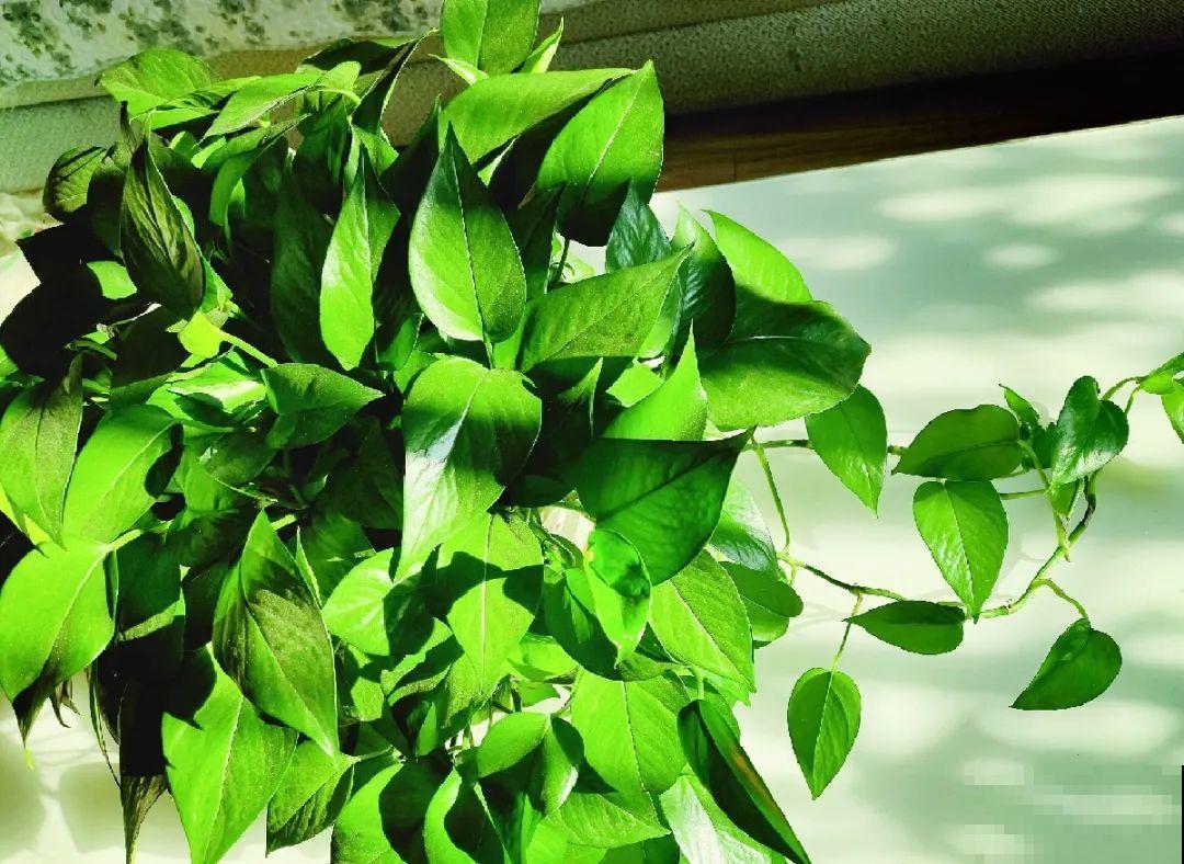 不敢用淘米水了,浇完花就死,土里都是虫! 不敢用淘米水了,浇完花就死,土里都是虫!