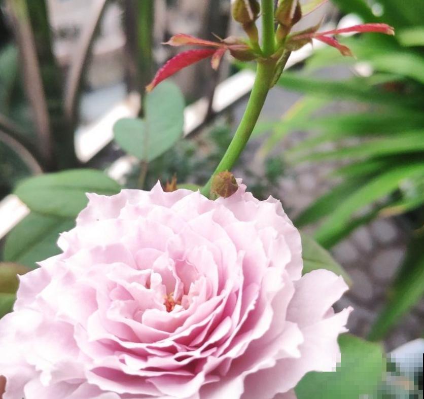 小型月季就选蜻蜓,花美气味香,隔着老远能闻见! 小型月季就选蜻蜓,花美气味香,隔着老远能闻见!