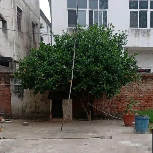 50年的桂花树,卖了5万块钱,大家觉得值吗? 50年的桂花树,卖了5万块钱,大家觉得值吗?